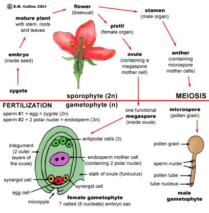 Life cycle of flowering plants