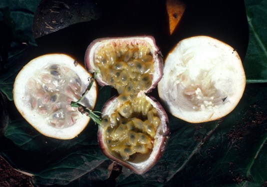 Inside of passion fruit, photo courtesy of Mark Skinner
