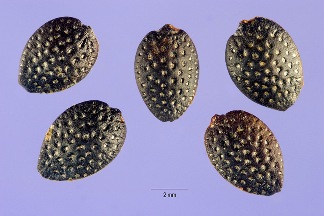 Purple granadilla seeds, photo courtesy of Steve Hurst