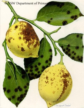 Septoria fruit spot, illustration done by Margaret Senior