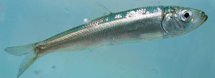 This image can be found at http://aquarium.org/exhibits/sandy-shores/animals/pacific-herring