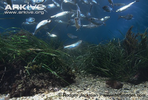 This image can be found at http://www.arkive.org/pacific-herring/clupea-pallasii/image-G84870.html