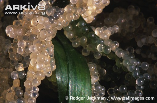 This is a picture of the larva. It can be found at http://www.arkive.org/pacific-herring/clupea-pallasii/image-G84869.html