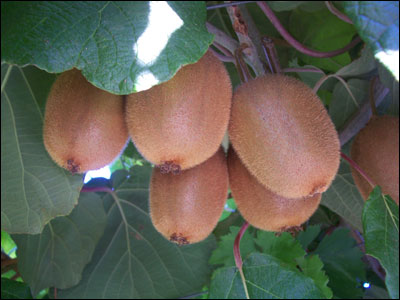 Whole Kiwifruit - Photo by Luca83 on Florida Plant Identification Website http://gardeningsolutions.ifas.ufl.edu/mastergardener/outreach/plant_id/fruits_nuts/kiwi.shtml