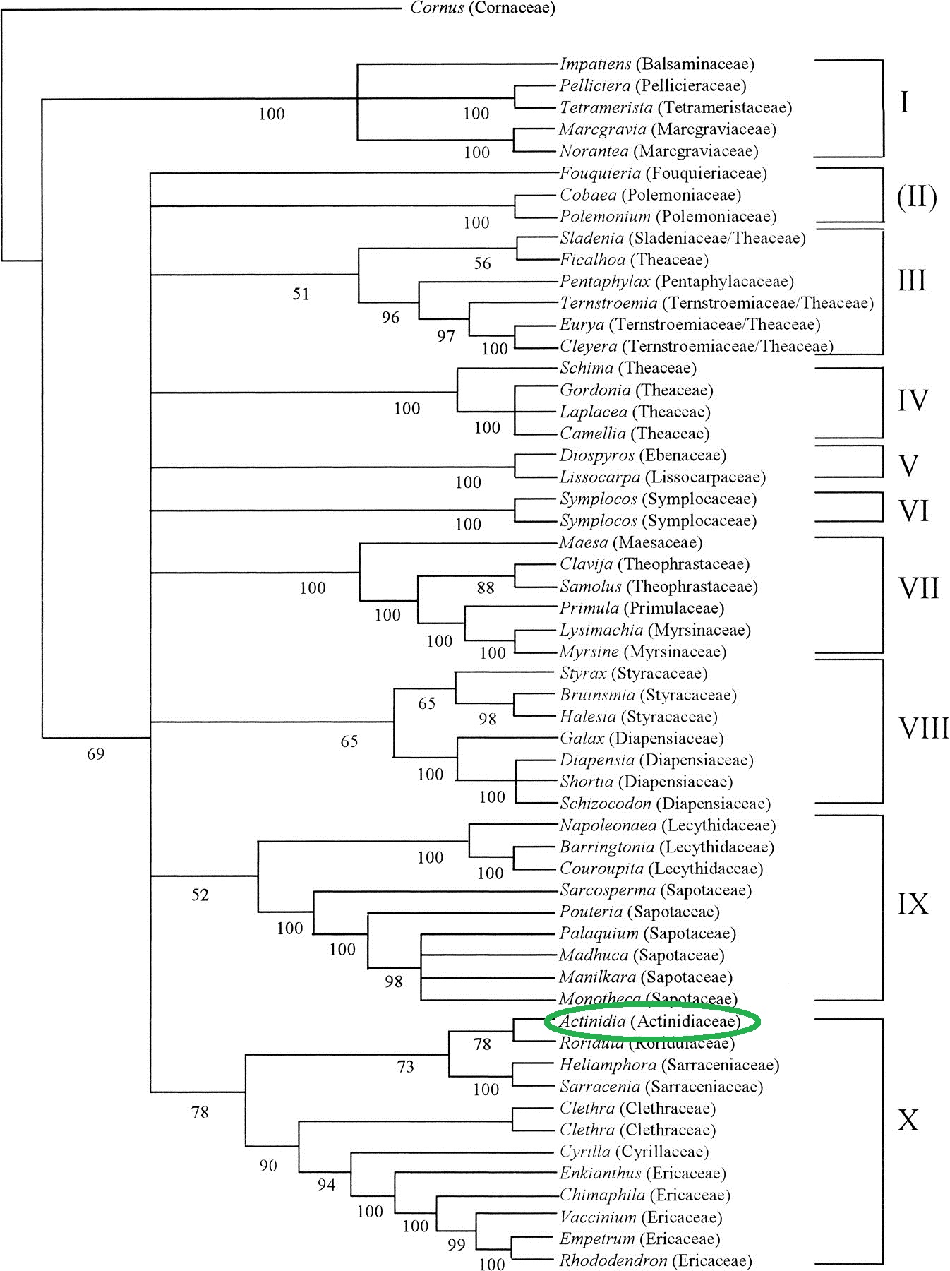 Phylogenetic Tree for Ericales - Tree provided in academic journal by Arne A. Anderberg, Catarina Rydin and Mari Kallersjo http://www.amjbot.org/content/89/4/677.full