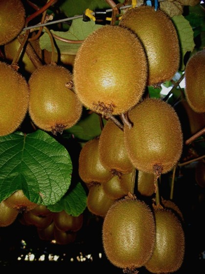 Hanging Kiwifruit Cluster - Photo by Jocelyn Winword http://www.flickr.com/photos/mary_faith/6100646229/
