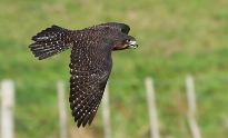 New Zealand Falcon - Photo by Jason Searle