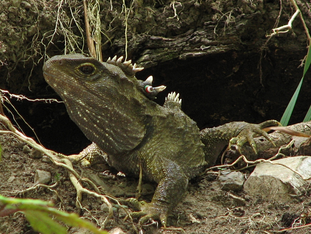 Tuatara Lizard - Photo borrowed from digitaltrails post on Flickr.com