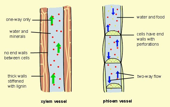 Xylem and Phloem Vessel Diagrams - Diagram borrowed with permission from Patrick Steed http://ap-bio-patrick-steed.wikispaces.com/Four+Plant+Divisions,+Phloem+vs.+Xylem