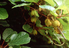 Growing Kiwifruit on Vine - Photo by Ken Fern http://www.pfaf.org/user/Plant.aspx?LatinName=Actinidia+deliciosa