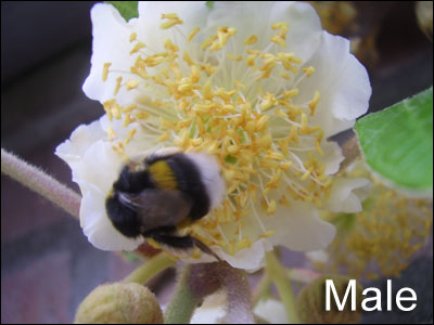 Male Kiwifruit Flower with Pollinating Honeybee - Photo borrowed with permission from the Florida Plant Identification Website http://gardeningsolutions.ifas.ufl.edu/mastergardener/outreach/plant_id/fruits_nuts/kiwi.shtml