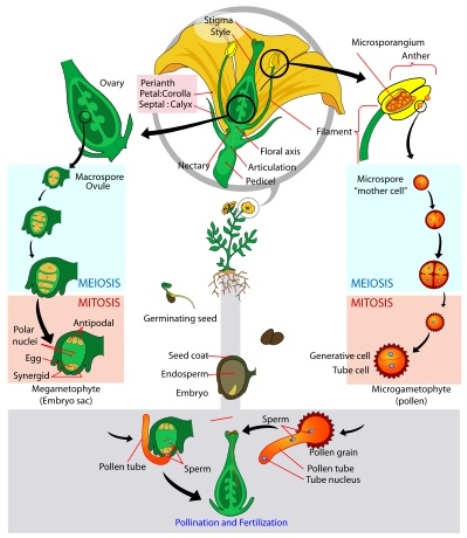 Angiosperm Life Cycle Diagram - Diagram borrowed with permission from Mariana Ruiz http://commons.wikimedia.org/wiki/File:Angiosperm_life_cycle_diagram.svg