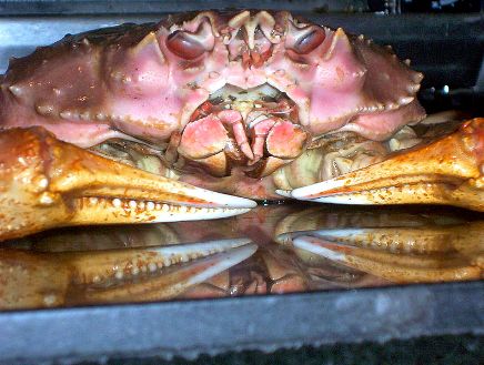 Photo of a crab mouthparts and claws used in the digestion process. Retrieved from http://en.wikipedia.org/wiki/File:Crabface.JPG on 18 Apr 2012
