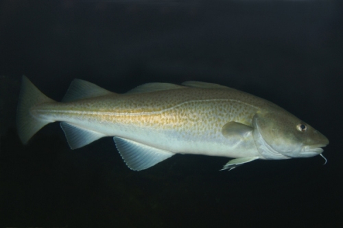 Photo of an Atlantic Cod. Retreived from http://en.wikipedia.org/wiki/File:Atlantic-cod-1.jpg on 19 Apr 2012.