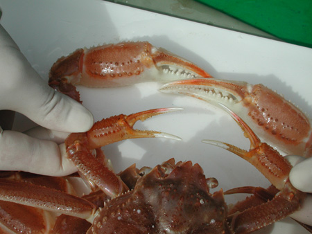 Snow crab claw.  Photo retrieved from http://www.dfo-mpo.gc.ca/Science/publications/uww-msm/articles/snowcrab-crabedesneiges-eng.html#c on 11 Apr 2012. 