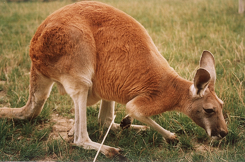 Photo of a kangaroo eating grass Retrieved from http://en.wikipedia.org/wiki/File:Kangur.rudy.drs.jpg on 15 Apr 2012