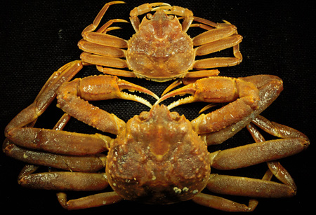 Photo of a male snow crab (bottom) and female snow crab (top). Retrieved from http://www.dfo-mpo.gc.ca/Science/publications/uww-msm/articles/snowcrab-crabedesneiges-eng.html on 15 Apr 2012