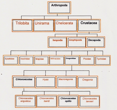 Morphological phylogenetic tree created by Cassandra Cropp based off of numerous sources located on the reference page. 