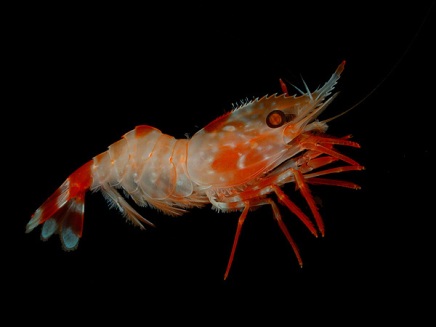 Photo of a Shrimp. Retrieved from http://en.wikipedia.org/wiki/File:Heterocarpus_ensifer.jpg on 17 Apr 2012