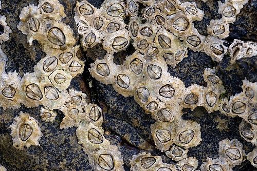 Photo of barnacles. Retrieved fromhttp://en.wikipedia.org/wiki/File:Chthamalus_stellatus.jpg on 19 Apr 2012.
