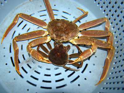 Photo of a male snow crab and a female snow crab. Retrieved from http://www.afsc.noaa.gov/Education/oceanlife/images/crab15.jpg