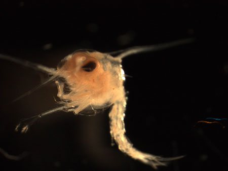 Photo of the larval stage of a snow crab.  Retrieved from http://www.dfo-mpo.gc.ca/Science/publications/uww-msm/articles/snowcrab-crabedesneiges-eng.html on 15 Apr 2012.
