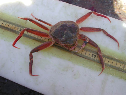 Measuring a snow crab.  Photo retrieved from and all credit given to http://www.fishwatch.gov/seafood_profiles/species/crab/species_pages/alaska_snow_crab.htm on 19 Apr 2012