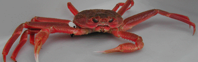 Photo of a Snow Crab Retrieved from http://www.afsc.noaa.gov/