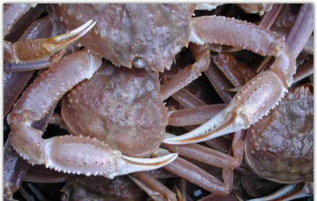 Photo of snow crabs showing their bumpy carapace. Retrieved from http://www.dfo-mpo.gc.ca/Science/publications/uww-msm/articles/snowcrab-crabedesneiges-eng.html#c on 11 Apr 2012
