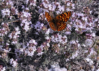 Buttefly on thyme provided courtesy of chemazgz