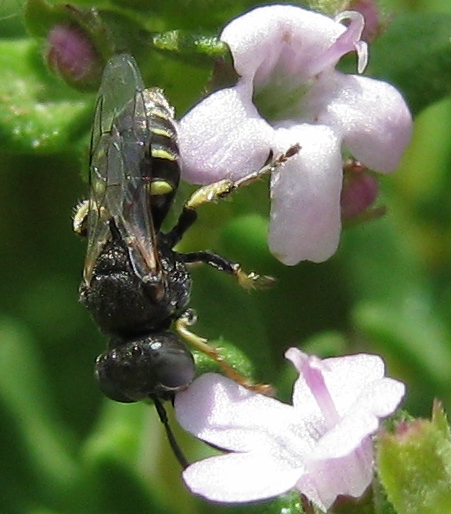 Digger wasp on Thymus vulgaris used with permission of dnnya.