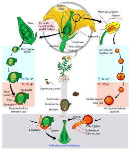 This is a drawing of the angiosperm cycle. Used with permission from http://www.clker.com/clipart-49454.html