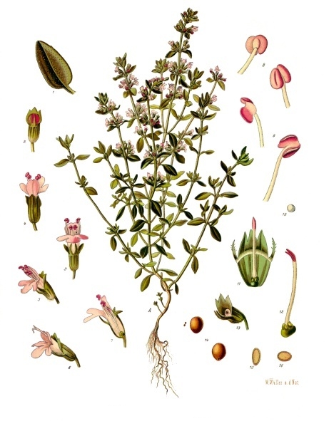 Thymus Vulgaris from http://commons.wikimedia.org/wiki/File:Thymus_vulgaris_-_K%C3%B6hler%E2%80%93s_Medizinal-Pflanzen-271.jpg