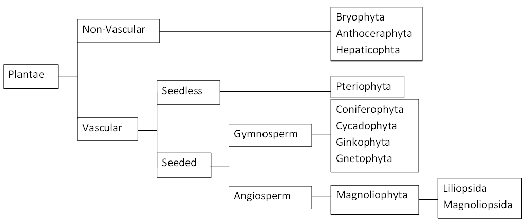 Phylogenic Tree of Plants made by myself