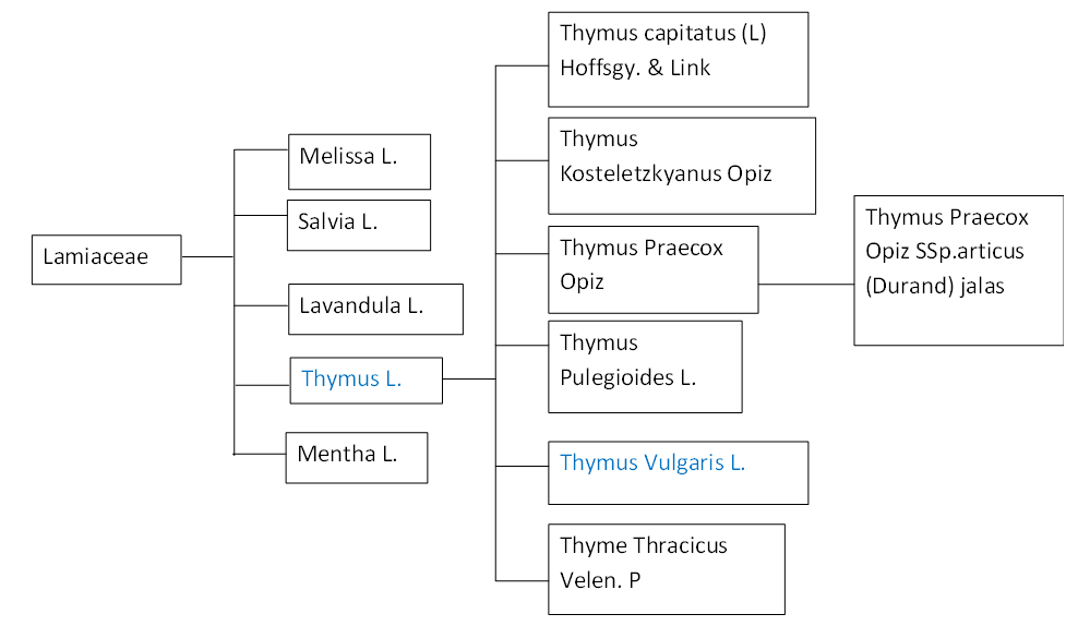 Phylogenic Tree of Lamiaceae Genus