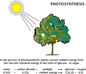 Photosynthesis  provided courtsey of http://www.eia.gov/kids/energy.cfm?page=biomass_home-basics-k.cfm