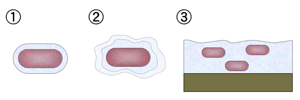 Bacterial mucoid diagram