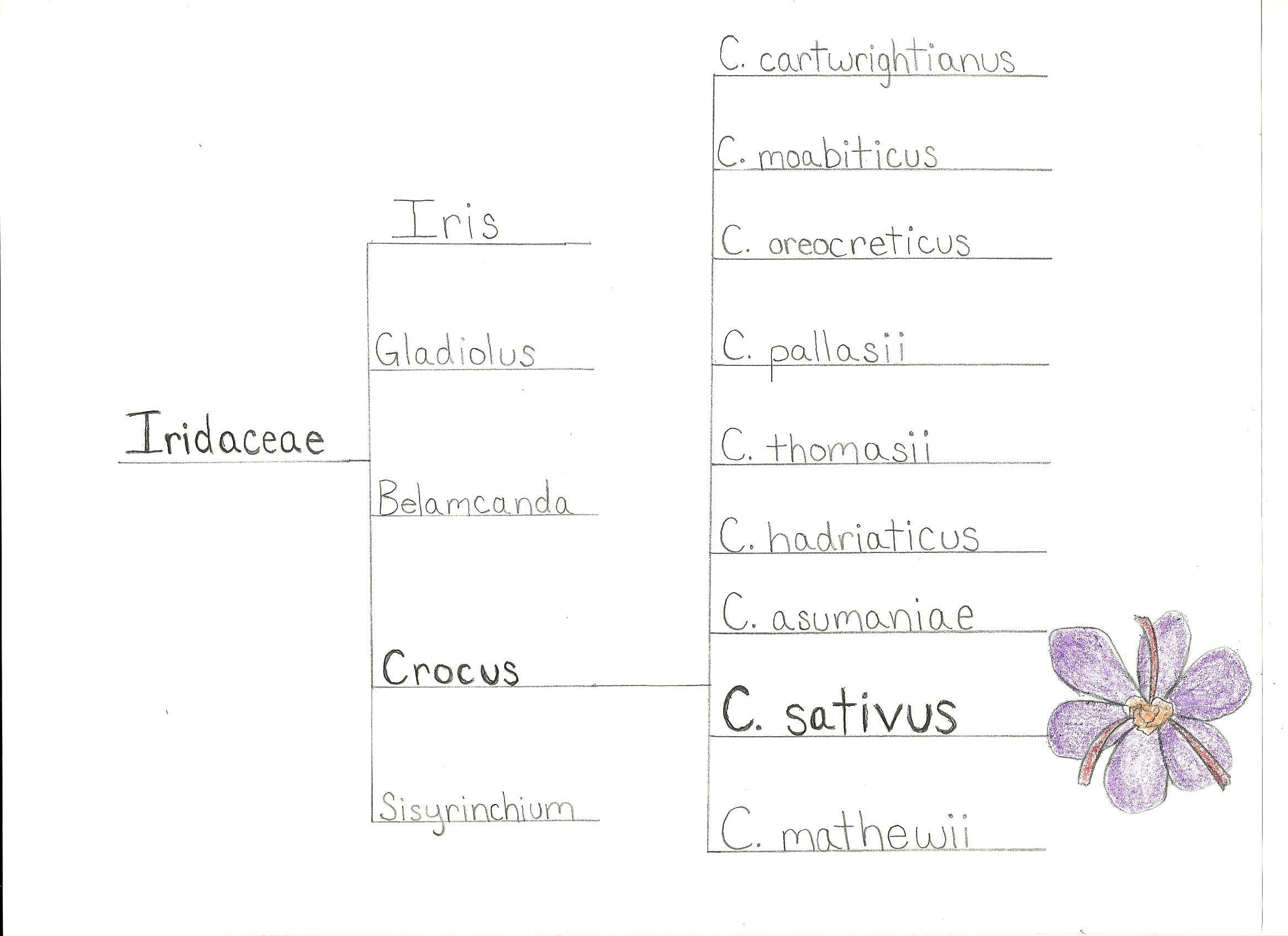 A more detailed phylogenetic tree (my own picture, flower drawn by K)ayla Kirchner