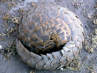 A pangolin rolled into a ball for protection. Photo courtesy of David Bygott.