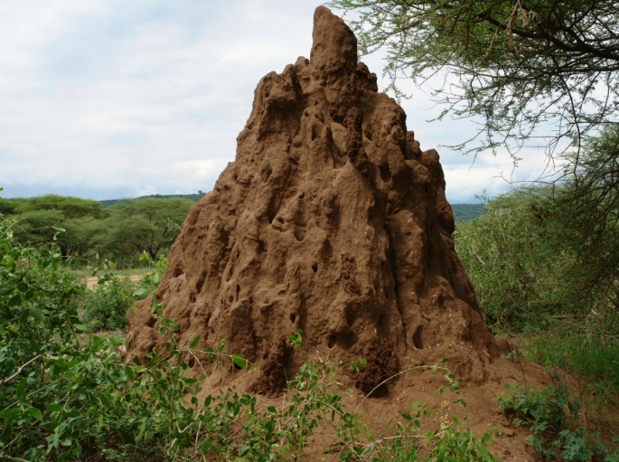 A termite mound where a pangolin would feed.  Image courtesy of Earth Rangers.