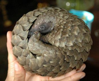 A young pangolin curled up into a ball.  This picture also shows the small, tough eyes of the animal.  Image courtesy of Tikki Hywood Trust.