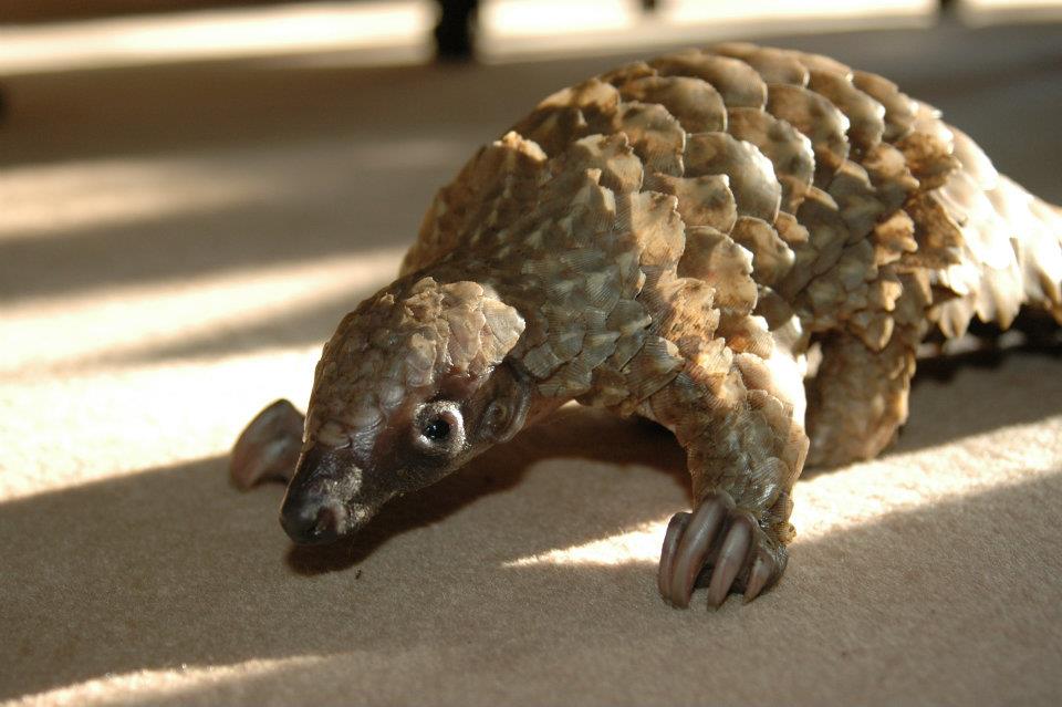 Champ, a pangolin that has been rescued from poaching by Tikki Hywood Trust!