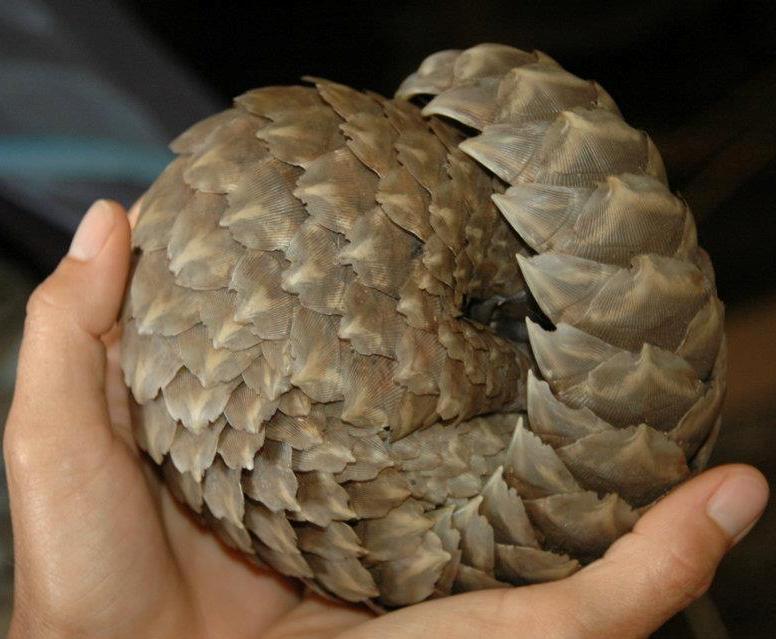 A pangolin curled up into a ball.  Image courtesy of Tikki Hywood Trust.