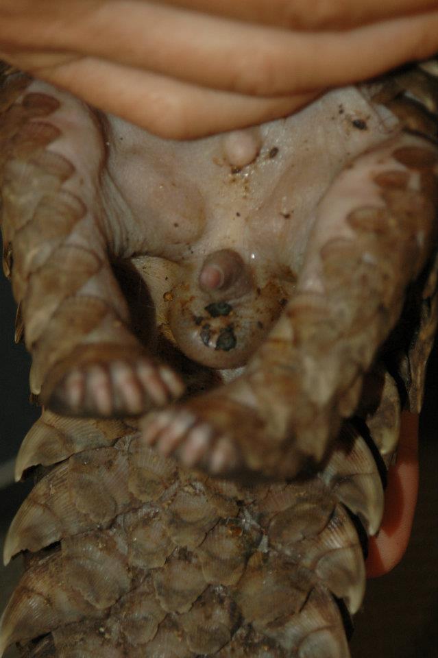 The sex organs of a male pangolin.  Photo courtesy of Tikki Hywood Trust.