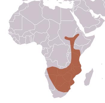 The range of a pangolin in Africa.  Image courtesy of The Animal Files.