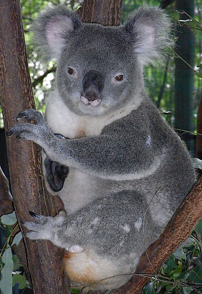 The koala is also another member of the Animalia, Chordata, and Mammalia.  Image courtesy of user: Quartl in the Wikimedia Commons.