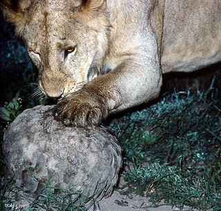 A lion trying to pry open a pangolin in Zimbabwe.  Image courtesy of David Bygott.