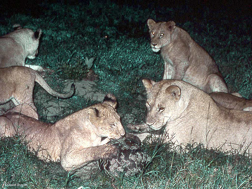 A group of lions attempting (and failing) to consume a pangolin.  Image courtesy by David Bygott.
