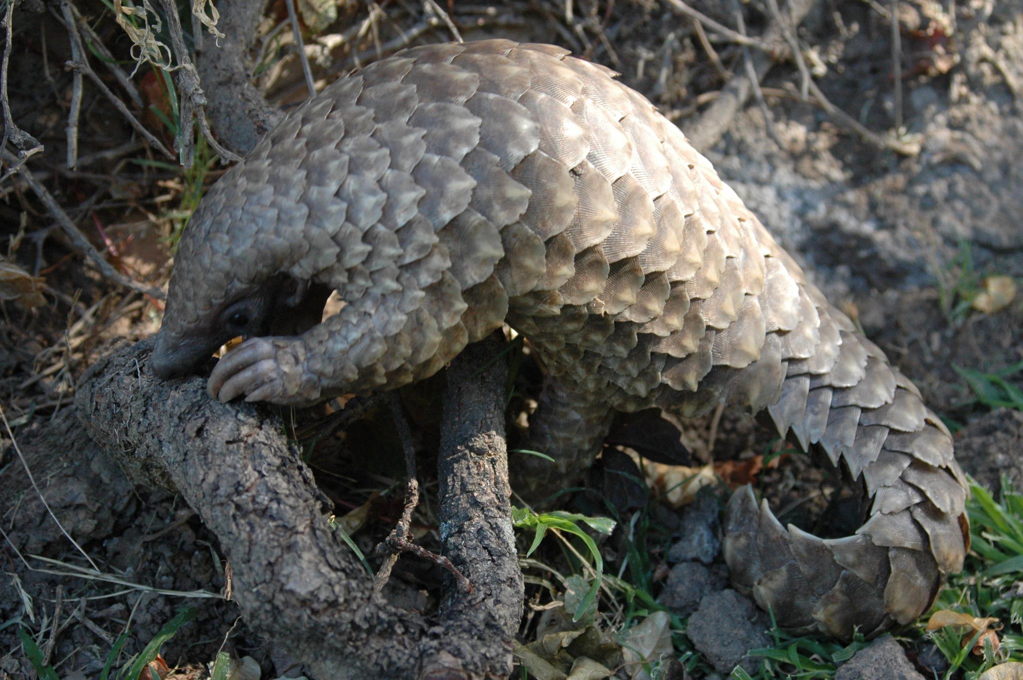 A pangolin foraging in its habitat.  Image courtesy of Tikki Hywood Trust.