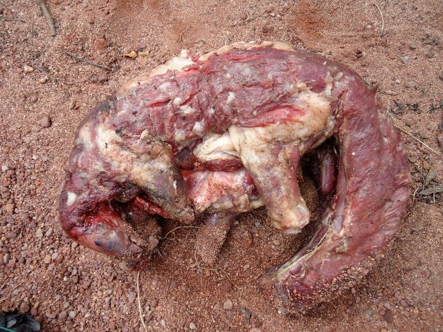 A pangolin that has been poached.  Image courtesy of Tikki Hywood Trust.